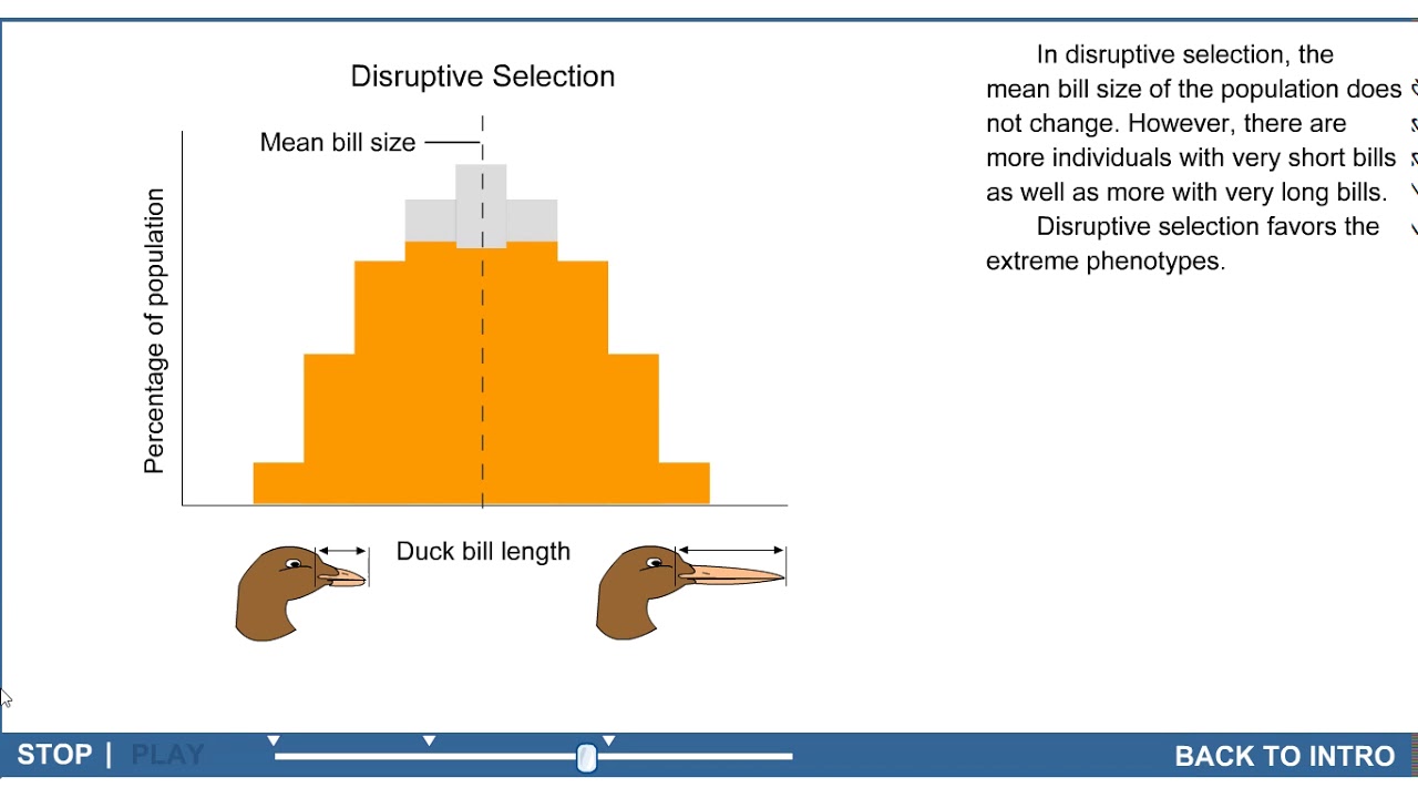 Evolution Webquest   Types of Selection