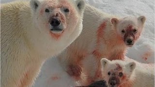 Ice Killers - Arctic Cold Predators (Nature Wildlife Documentary)