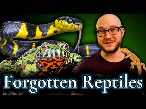 Top 5 FORGOTTEN Reptiles | Why Did They Disappear?