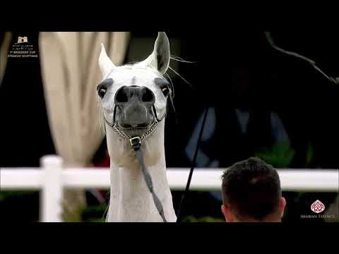 N 265 SABIKA ALSHARG   The Breeders Cup   Kuwait 2020   Straight Egyptians   7 10 Years Old Mares Cl