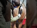 How To Tell If Your Horse Is Going To Give Birth Horse Equestrian Foal Foalingseason Foaling