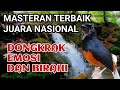 Masteran Murai Batu Terapi Air