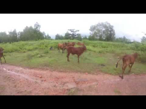 Saigon Hash House Harriers halloween trail youtube