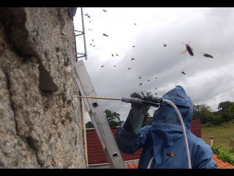 comment localiser un nid de frelon asiatique