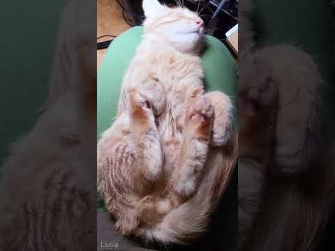 🐱My Big Cat Family - LIUSIA #shortcat #short #shortvideo #funnycat #catvideo #cat #gingercats