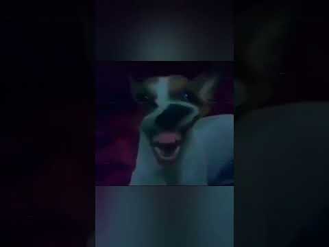 Who laughs better, the cat or the dog? #shorts #cat #dog