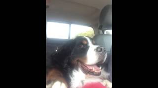 Berner singing to CCR
