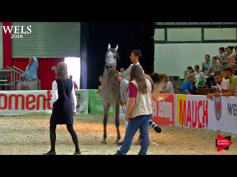 N.52 EL VALENTINO - Wels 2018 - 2 Years Old Colts (Class 4)