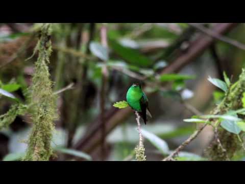 RE: una joya esmeralda