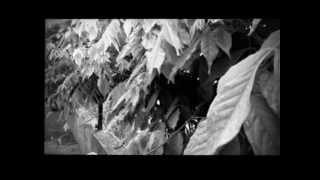 morbidity or happiness