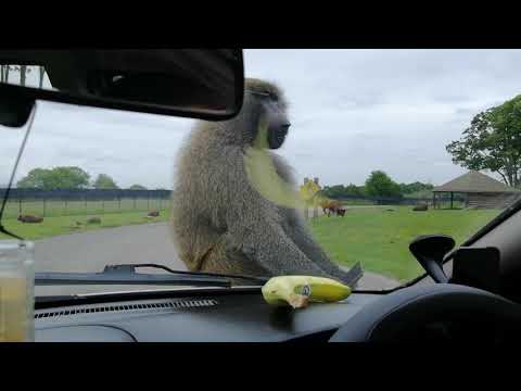 Babuin safari park