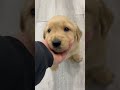 Golden Retriever dogs for sale: Dexter - Video 1