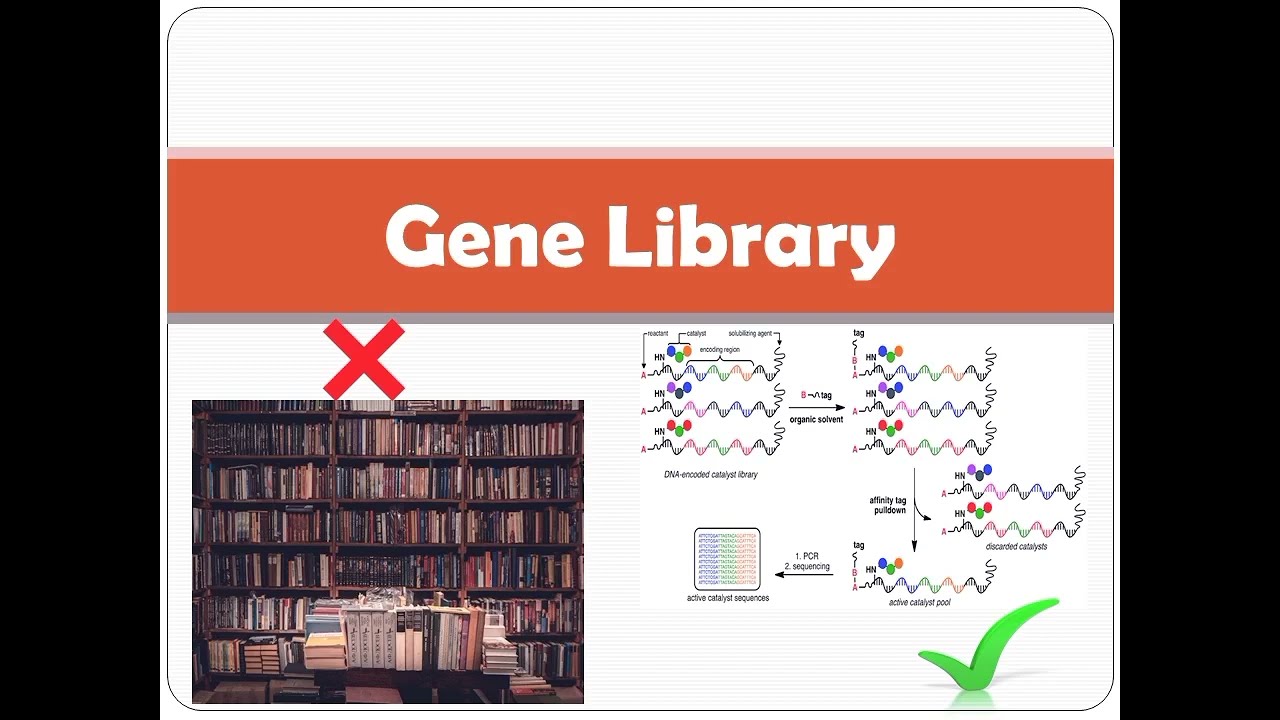 Gene Library |ppt