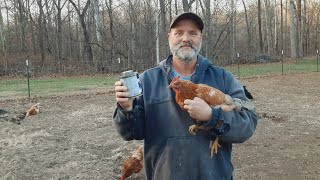 How to keep chickens from pecking an injured chicken.