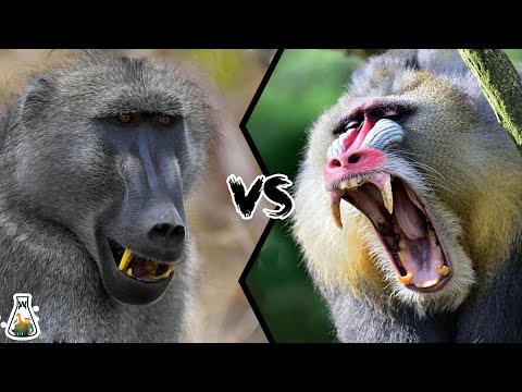 BABOON VS MANDRILL - Which is the strongest monkey?