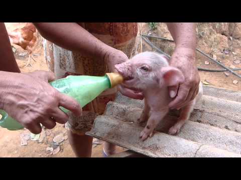 Porquinho mamando mamadeira