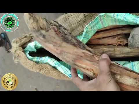 Devdar Wood Havan Deodar Lakdi Cedrus Deodara Thewholesalerco