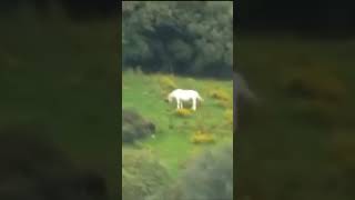 Download lagu Real Unicorn caught on camera? 😯🦄 #shorts #unicorn #strangespotting mp3
