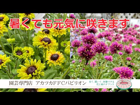 園芸 明るいルドベキア、明るいルドベキア