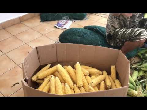 VIDEO! &rdquo;Porumb fiert, porumb cald avem!&rdquo; Vă sună cunoscut? Inspectorii OPC au filmat condițiile &icirc;n care se prepară porumbul v&acirc;ndut de comercianți pe litoral