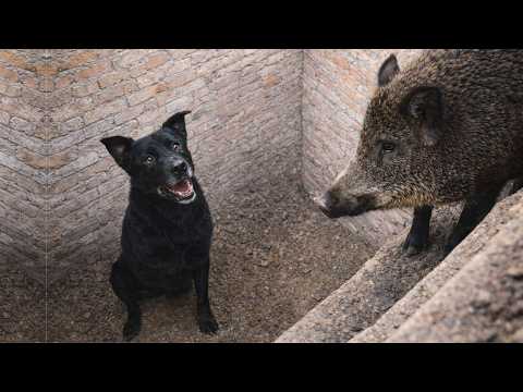 Rex Led Us to a Deep Pit… Joy the 3-Legged Dog Was Trapped Inside