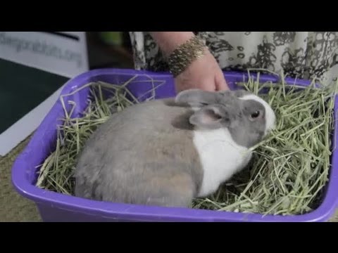 download lagu mp3 mp4 Poisonous Flowers For Rabbits, download lagu Poisonous Flowers For Rabbits gratis, unduh video klip Poisonous Flowers For Rabbits