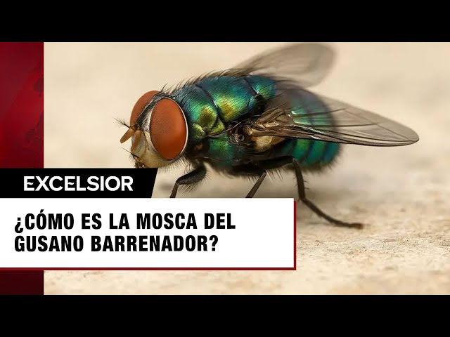 Youtube Imagen