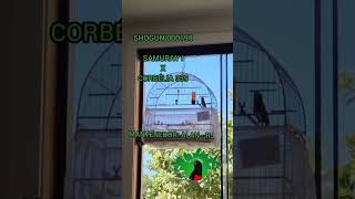 SHOGUN 000198 - CRIATÓRIO PRORROGAÇÃO