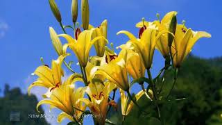 Download lagu Stive Morgan -  Spirit Of The Earth mp3