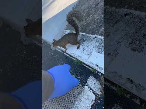 very friendly squirrel