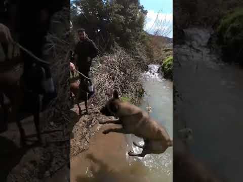 Malinois energy 🤯🤯