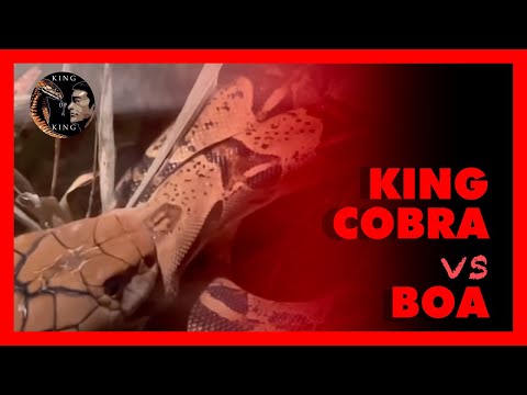 King cobra vs boa ( king cobra vs python ) 킹코브라 vs 보아뱀 ‼️snake video