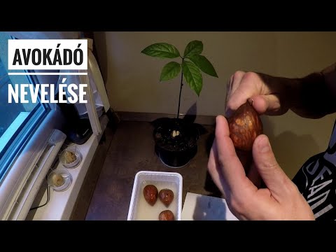 , title : 'Hogyan neveljünk Avokádót? Avocado Tree from Seed.'