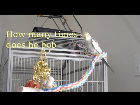 how many times can mango the cockatiel bob