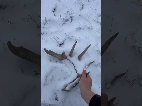 Found a Giant Shed #shedhunting #deer #whitetail #shedseason  WATCH THE FULL VIDE0!!!