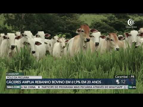 Cáceres/MT amplia rebanho bovino em 61,9% em 20 anos e é destaque na produção pecuária do Brasil