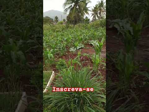 Milho Novo Crescendo Rápido 🌱 No Interior de Pernambuco #sabiadocampo #naturezasurpreendente #vida