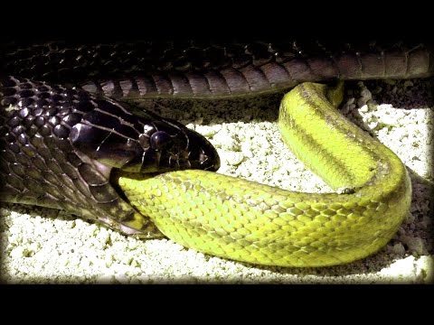 unbelievable  Rat Snake eats indigo snake