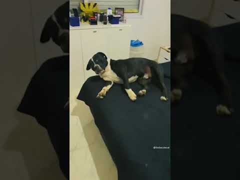 #cat tadinho do segundo #TikTokPromote #May4th #nature #funnyanimals #funnyvideo