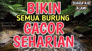 Download lagu SANGAT AMPUH‼️ Suara Gemericik Air Alami Bikin Burung Rajin Bunyi dan Gacor Seharian mp3 Download lagu SANGAT AMPUH‼️ Suara Gemericik Air Alami Bikin Burung Rajin Bunyi dan Gacor Seharian mp3