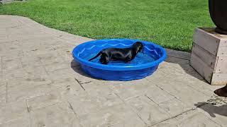 08242024 Doxie Puppy Taking a Dip in the Pool