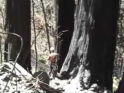 Condor Chick "Phoenix" survives fire