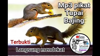 Download lagu Suara pikat tupai//bajing mp3 mp3