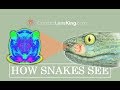 How do Snakes See | Seeing Infrared with their Pit Organ