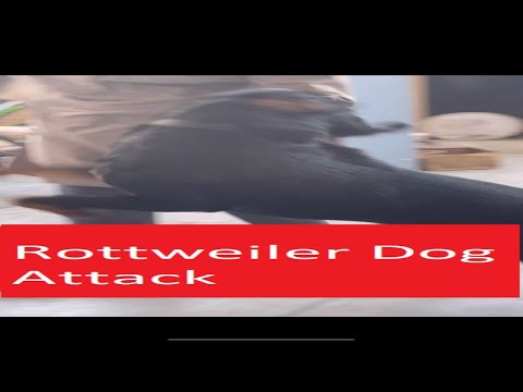 dog attack on owner | rottweiler aggression @roxyruhaanmaysha #shorts #dog #SHAKIRA #cow