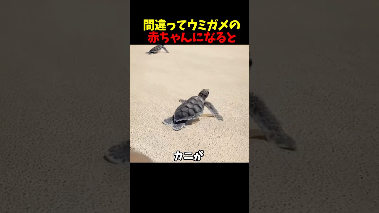 間違ってウミガメの赤ちゃんになると