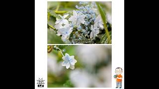 雨の日の紫陽花撮影：3つの簡単なコツ 撮影のコツ #1,239
