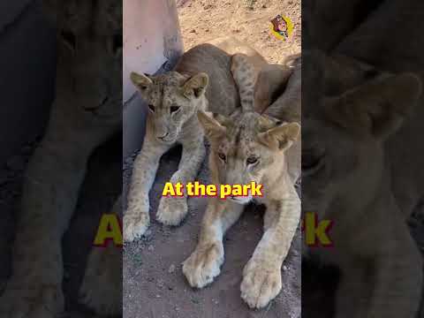A man deals with Lions like sheep in sudan #shorts
