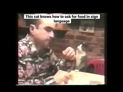 This cat knows sign language