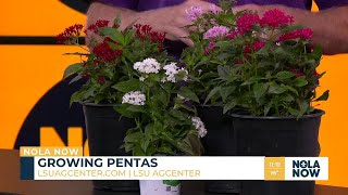 Add Pentas to your garden ahead of summer